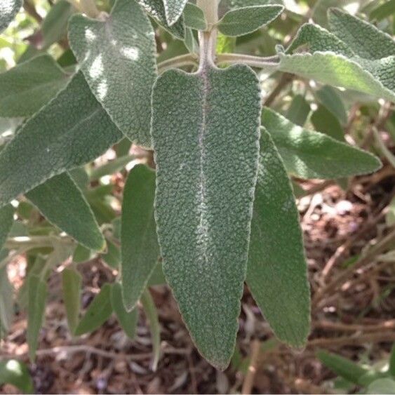 Phlomis purpurea Blatt