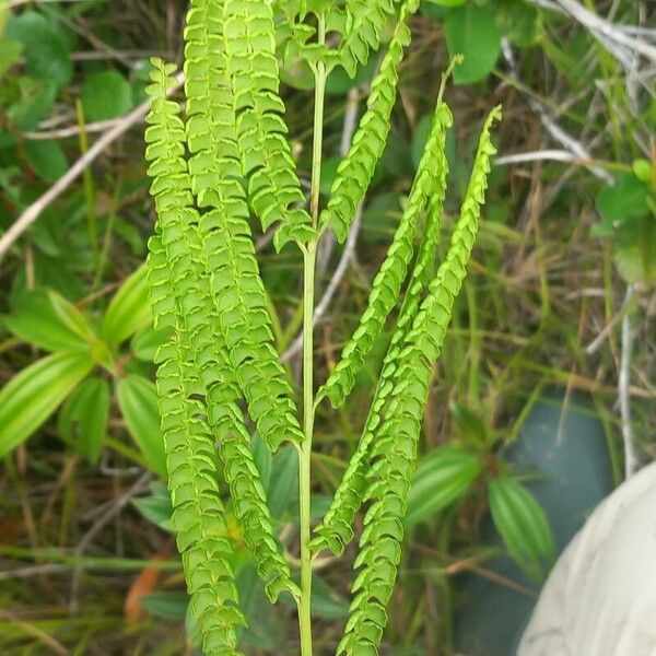 Lindsaea stricta 葉