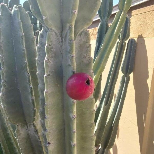 Cereus hexagonus Lorea