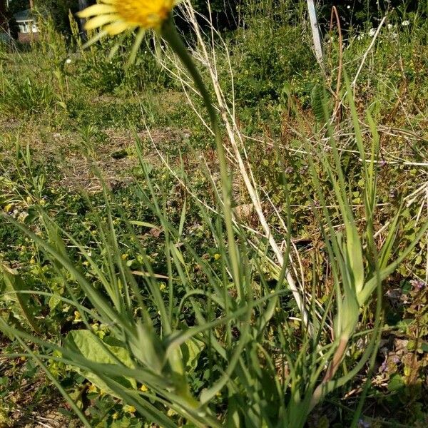 Tragopogon dubius Λουλούδι