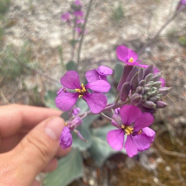 Moricandia moricandioides Flower