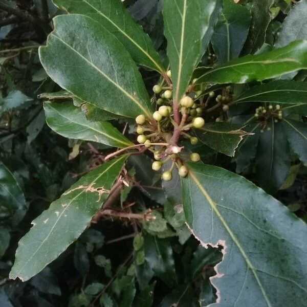 Laurus nobilis Fruit