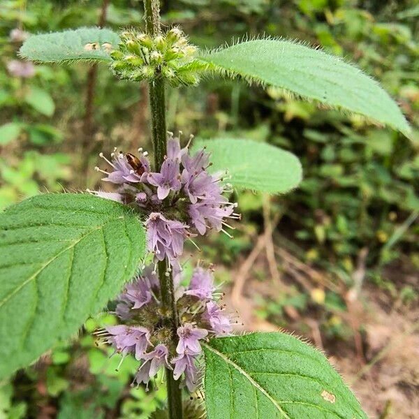 Mentha arvensis Kwiat