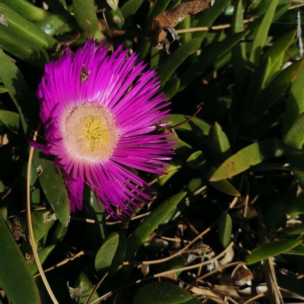 Carpobrotus glaucescens Žiedas