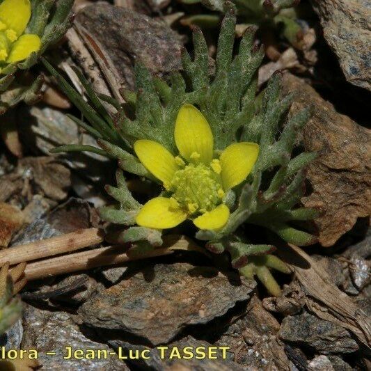 Ranunculus falcatus Хабит