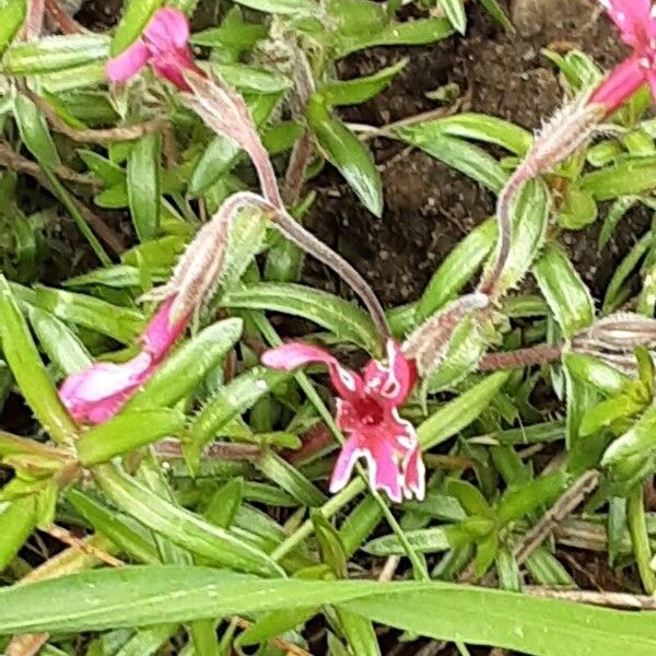 Phlox subulata Flor