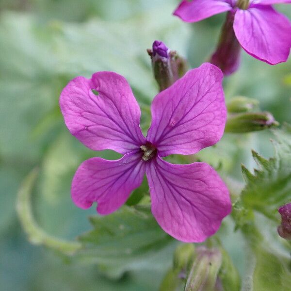 Lunaria annua Flor