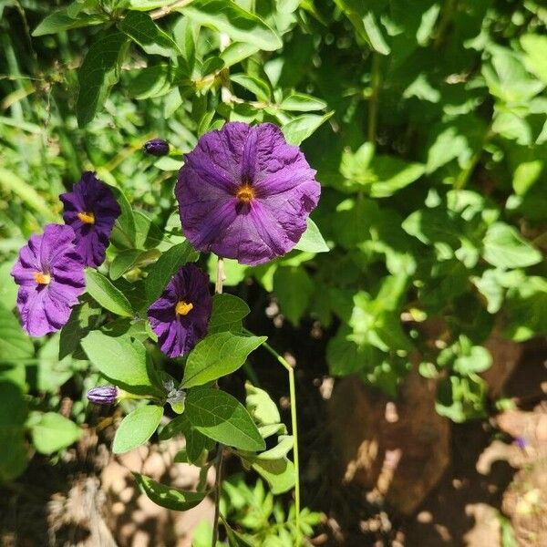 Lycianthes rantonnetii Blüte