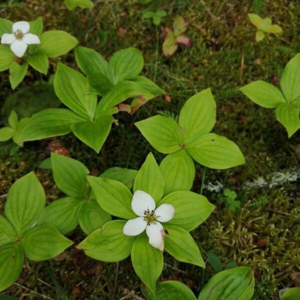 Cornus canadensis 花