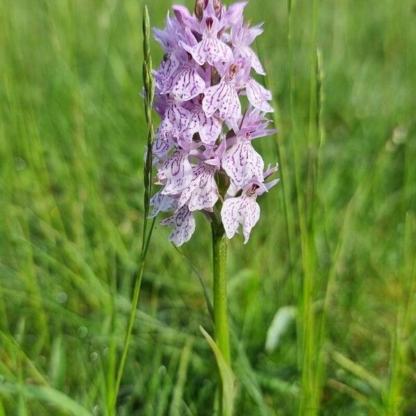 Dactylorhiza maculata Blodyn