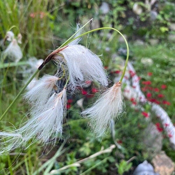 Eriophorum angustifolium Квітка