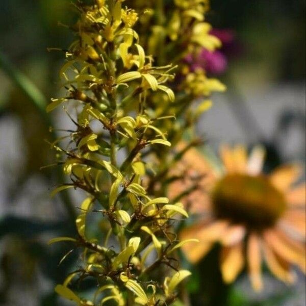 Ligularia wilsoniana 花