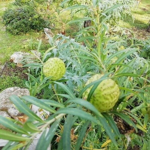 Gomphocarpus physocarpus Ovoce