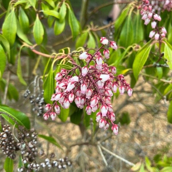 Averrhoa carambola Cvet