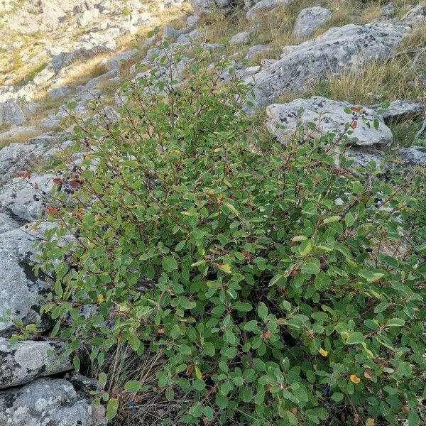 Amelanchier ovalis عادت