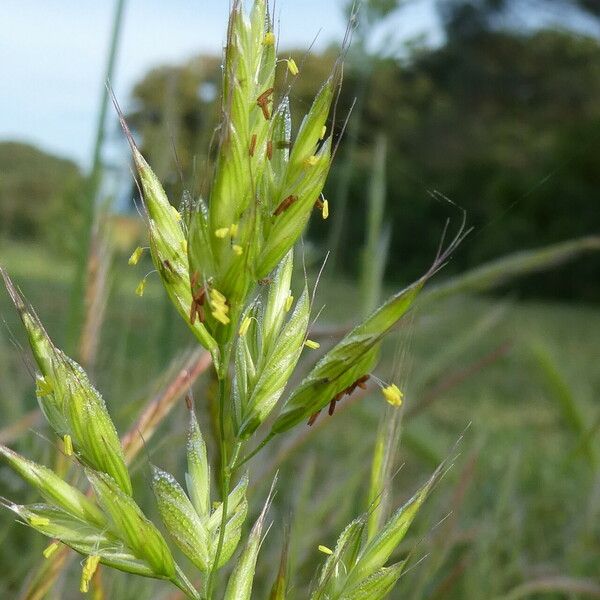 Bromus hordeaceus Blüte