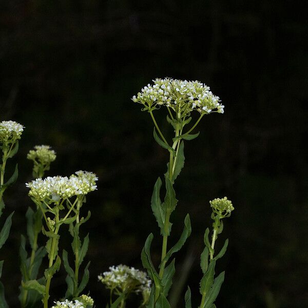 Lepidium draba फूल