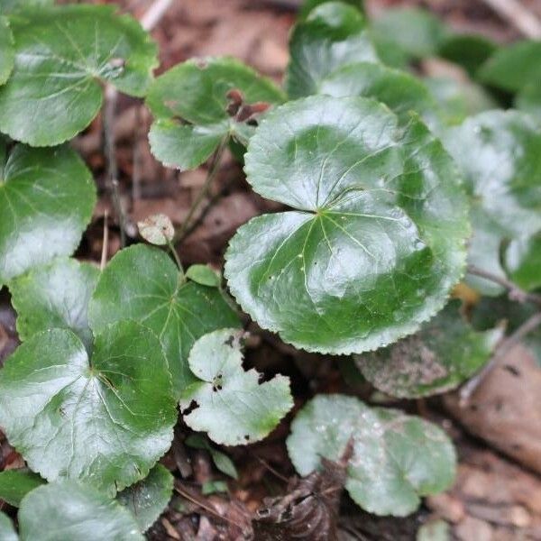 Galax urceolata Leaf