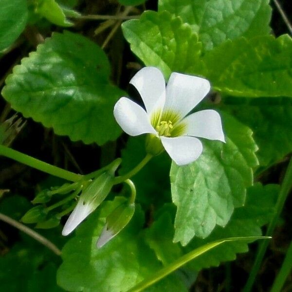 Oxalis incarnata പുഷ്പം