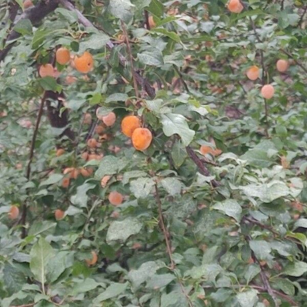 Prunus domestica Fruit