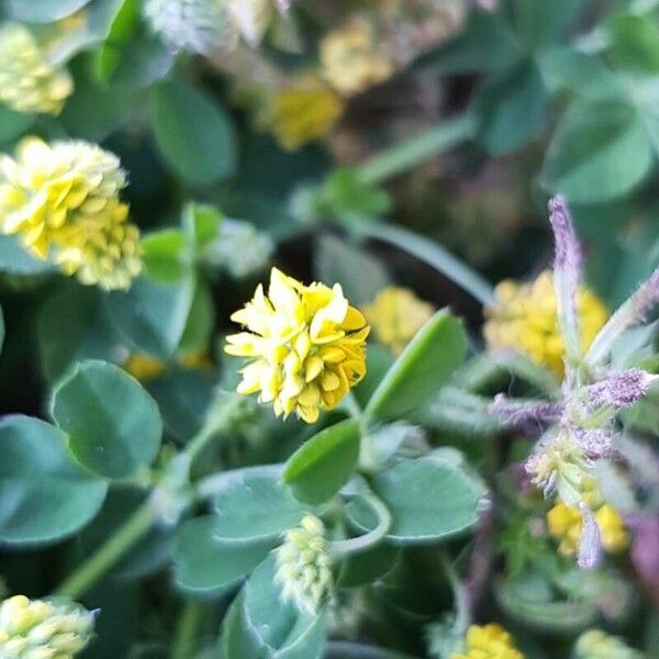 Trifolium dubium Fleur