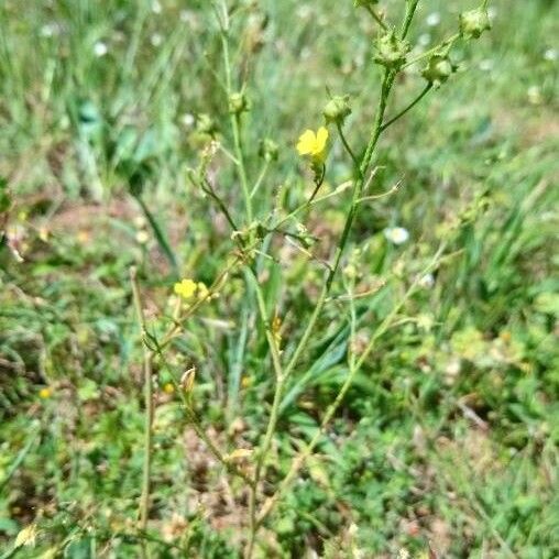 Bunias erucago Habit