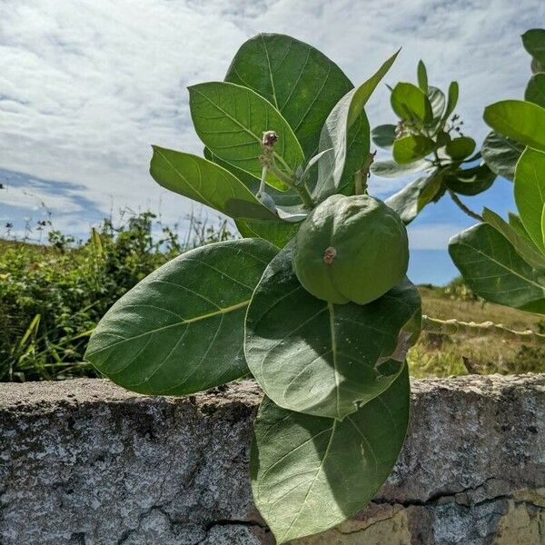 Calotropis procera Folio