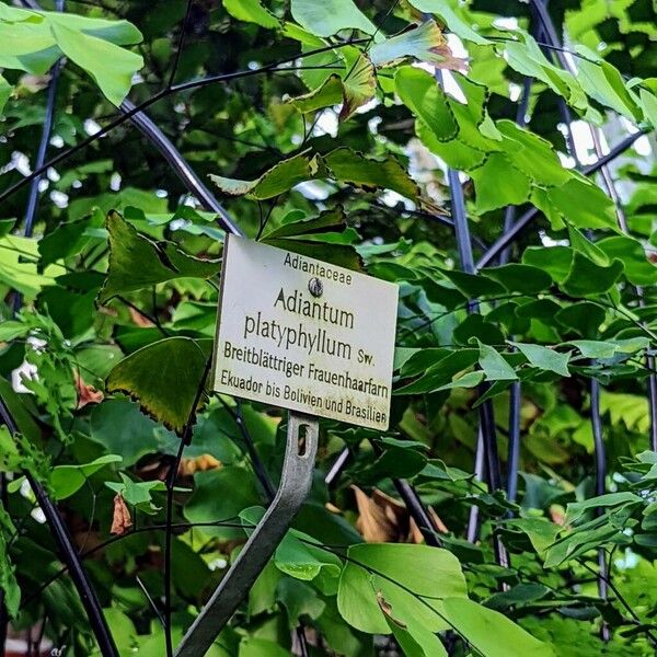 Adiantum platyphyllum Folha