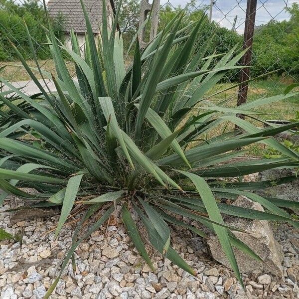 Yucca filamentosa ഇല