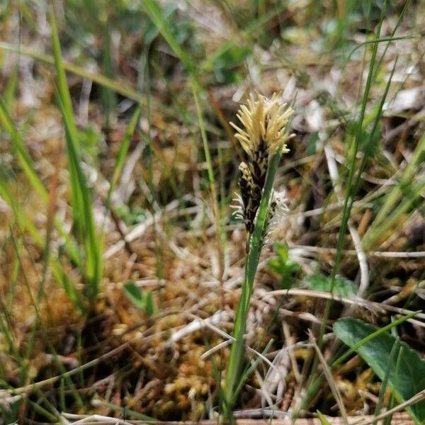 Carex disticha പുഷ്പം