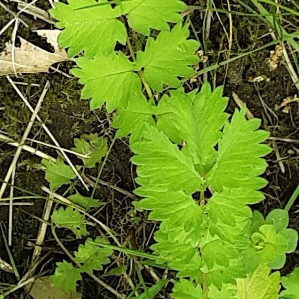 Pastinaca sativa Лист