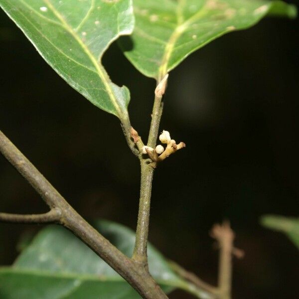 Ocotea cinerea Blomst