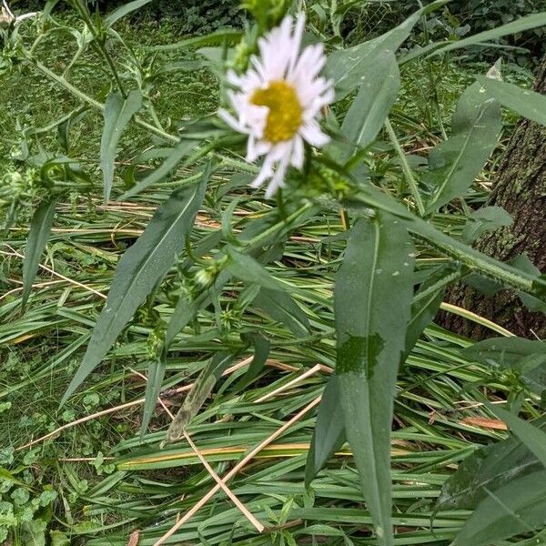 Symphyotrichum puniceum Lorea