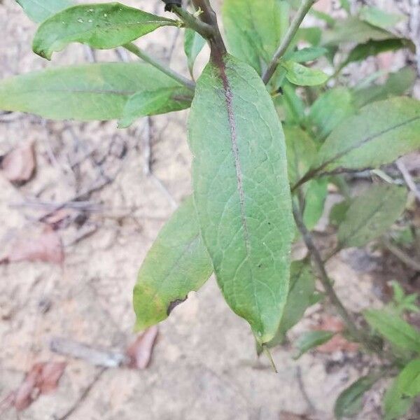 Ilex decidua পাতা