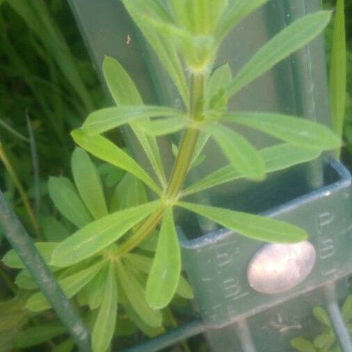 Galium aparine Leaf