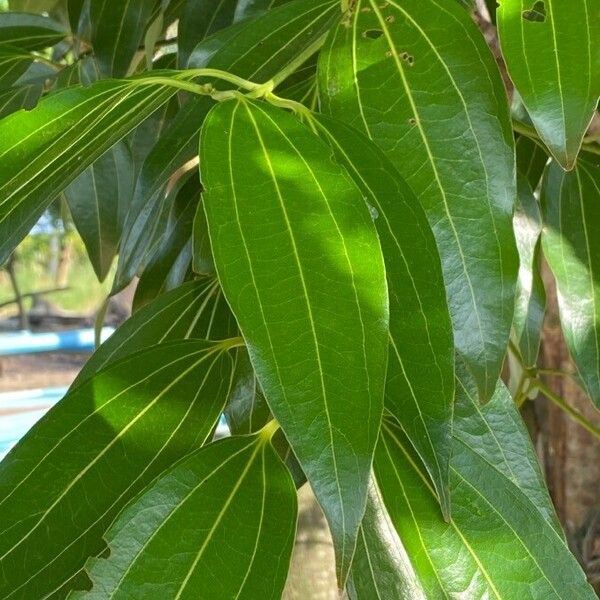 Cinnamomum verum برگ