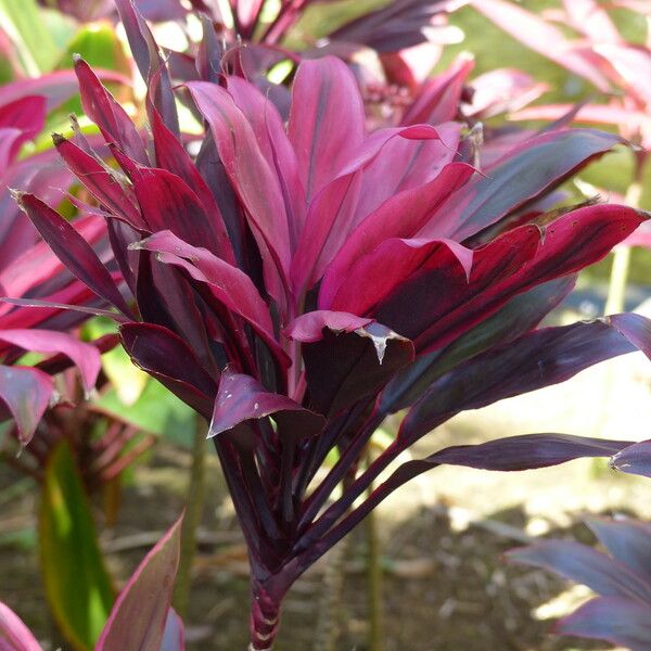 Cordyline fruticosa Other