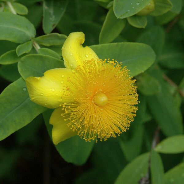 Hypericum frondosum Floro