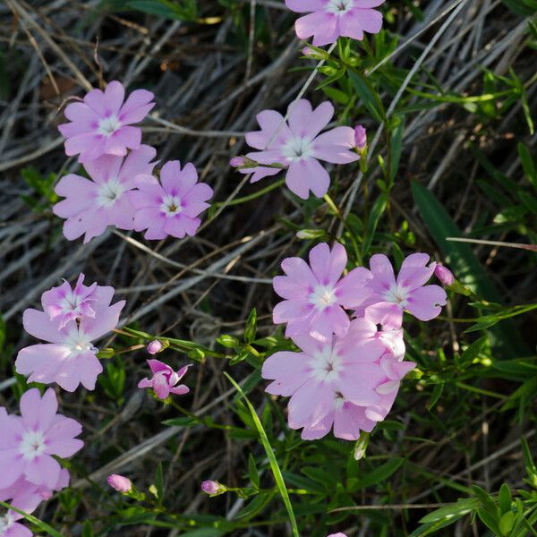 Phlox speciosa Habitus