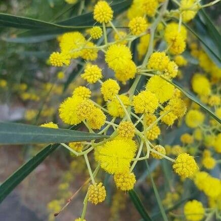 Acacia retinodes 花