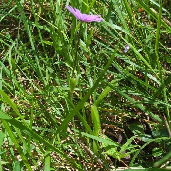 Anemone hortensis Hábitos