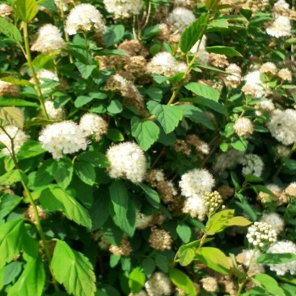 Spiraea chamaedryfolia Flors