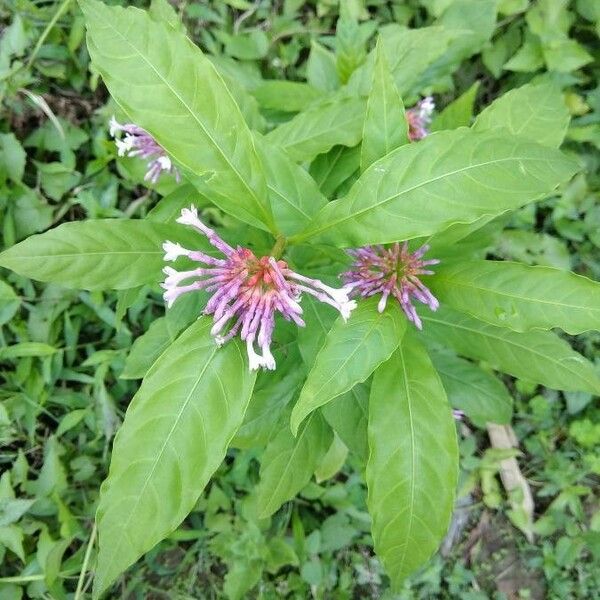 Rauvolfia serpentina Blodyn