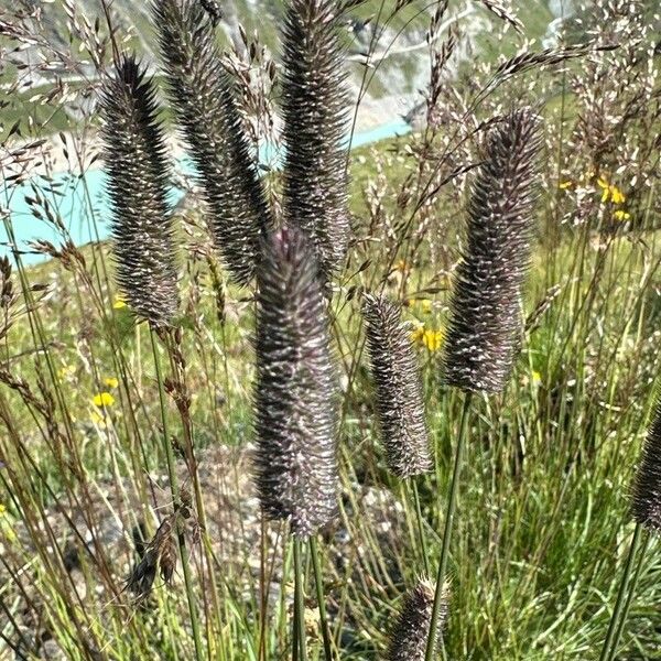 Phleum alpinum Flower