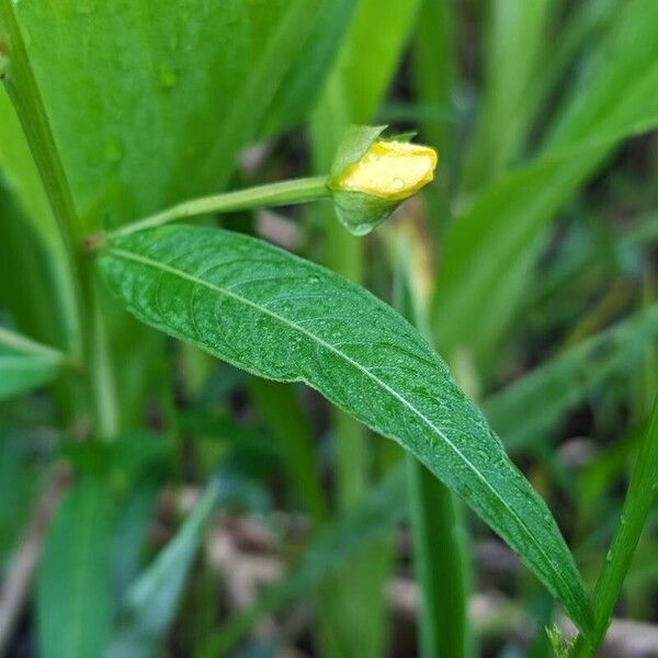 Ludwigia octovalvis Лист