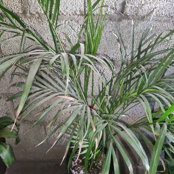 Dypsis lutescens Folha