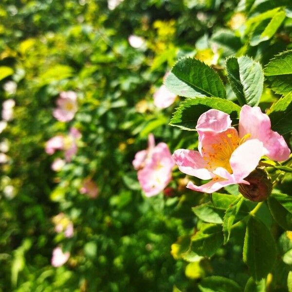 Rosa canina 花