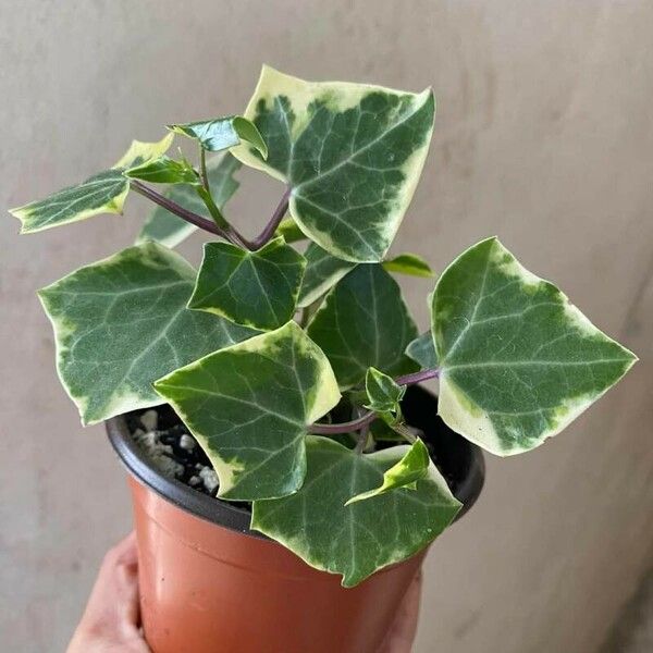 Senecio macroglossus Folio