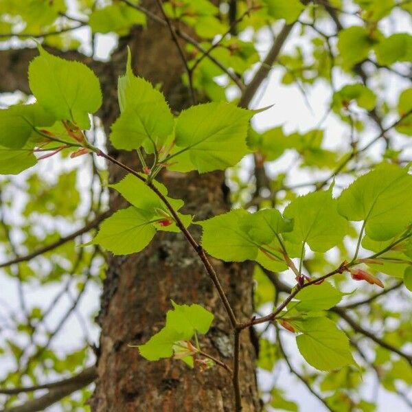 Tilia americana Leaf