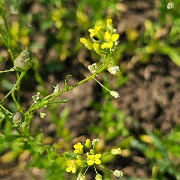 Camelina sativa ফুল